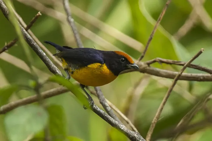 File:Euphonia anneae by Francesco Veronesi.jpg