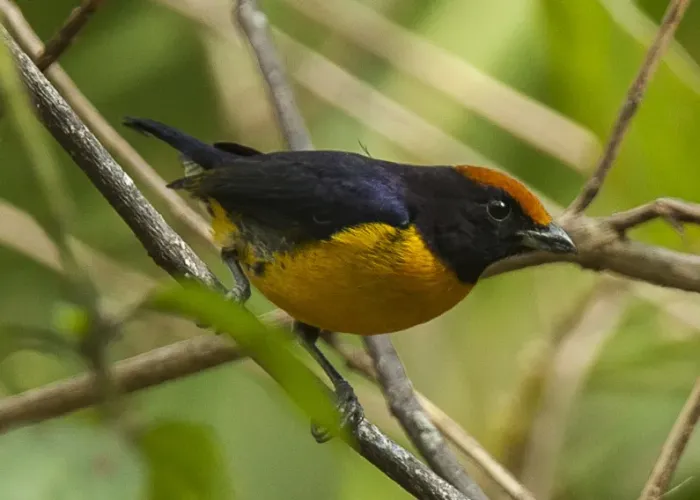 File:Euphonia anneae by Francesco Veronesi (cropped).jpg