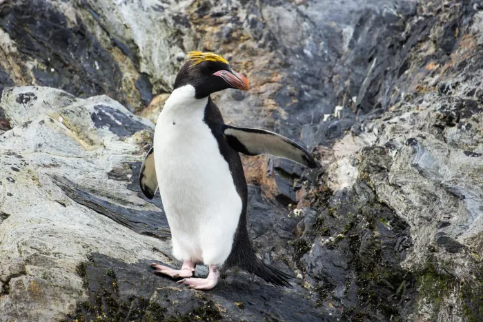 File:SGI-2016-South Georgia (Cooper Bay)–Macaroni penguin (Eudyptes chrysolophus) 01.jpg