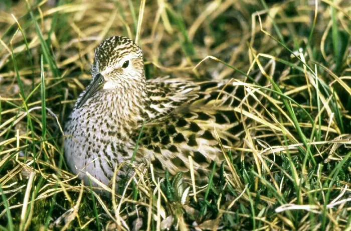 File:Calidris fuscicollis.jpg