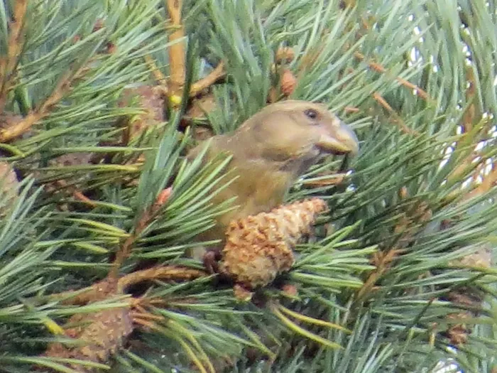 File:Loxia pytyopsittacus, Budby Common 4.jpg