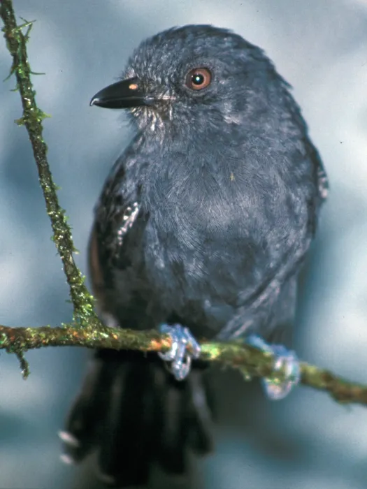 File:Thamnophilus unicolor.jpg