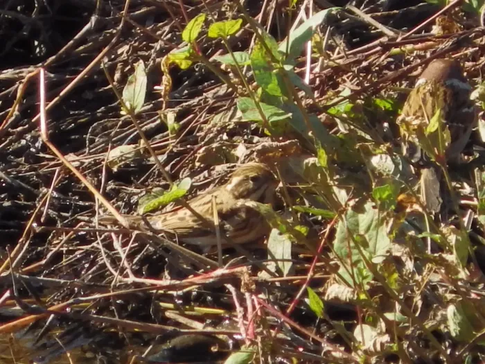 File:カシラダカ (頭高) (Rustic Bunting) (Emberiza rustica) (23264222832).jpg