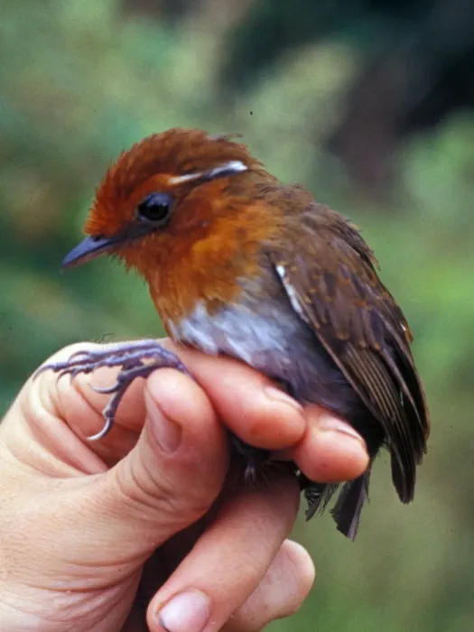 File:Conopophaga castaneiceps 3.jpg