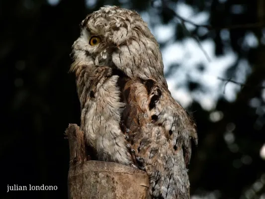File:Potoo (Nyctibius griseus) (5469689443).jpg