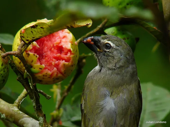 File:Streaked Saltator (Saltator striatipectus) (5353923522).jpg