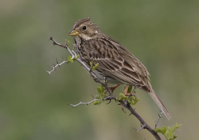 File:Corn bunting - Emberiza calandra 07.jpg