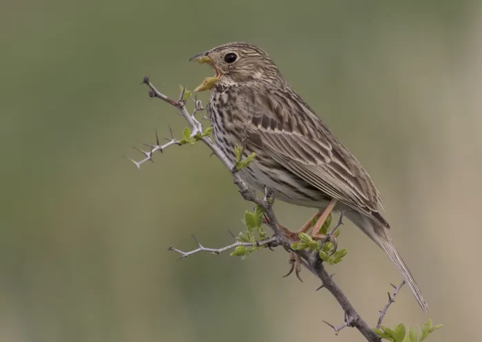 File:Corn bunting - Emberiza calandra 09.jpg