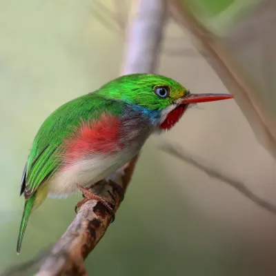 File:Cuban tody (Todus multicolor).JPG