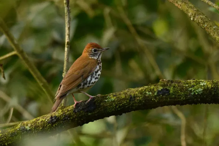 File:Zorzal Maculado, Wood Thrush, Hylocichla mustelina (16784638940).jpg