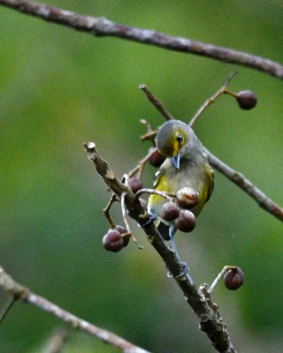 File:Vireo Ojo Blanco, White Eyed Vireo, Vireo griseus (11915755076).jpg
