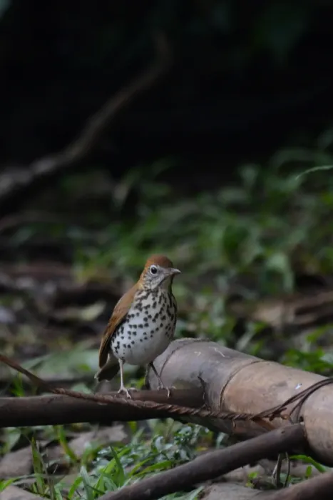 File:Zorzal Maculado, Wood Thrush, Hylocichla mustelina (11916547426).jpg