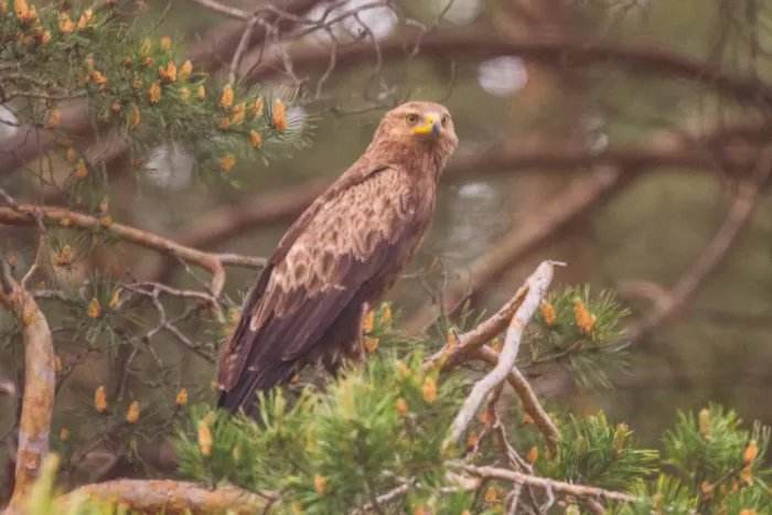 File:Clanga pomarina, Belarus 2.jpg