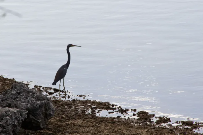 File:Tricolored Heron (Egretta tricolor) (11437887974).jpg