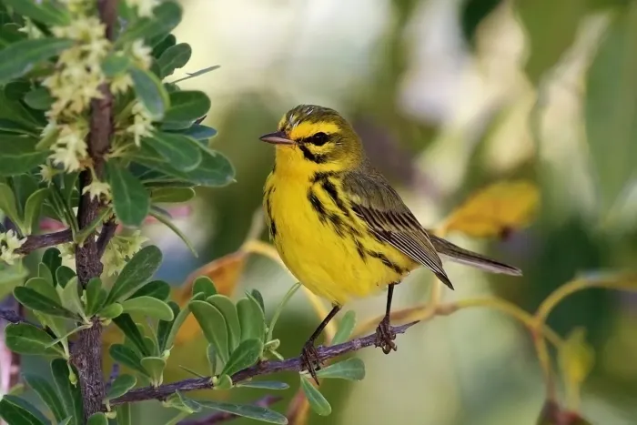 File:Prairie warbler (Setophaga discolor paludicola) male Cu.JPG