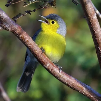 File:Oriente warbler (Teretistris fornsi).JPG