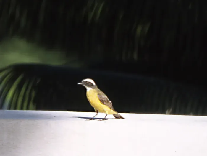 File:Lesser Kiskadee (Philohydor lictor).jpg