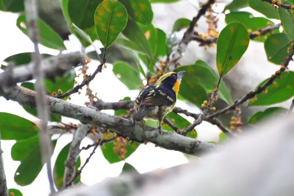 File:Capito auratus punctatus, Sacha Lodge, Ecuador.jpg