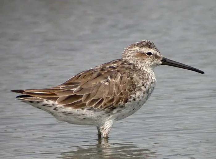 File:Calidris himantopus.jpg