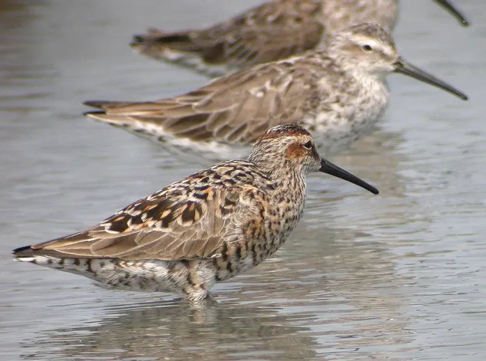 File:Calidris himantopus - breeding.jpg