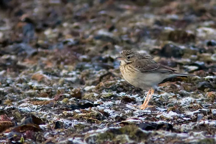 File:Anthus godlewskii.jpg