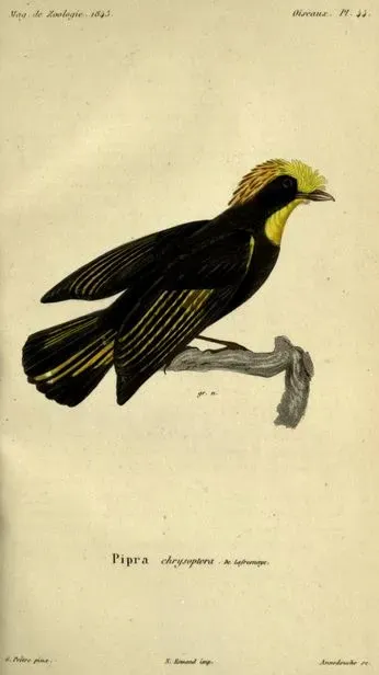File:Masius chrysopterus Prêtre.JPG