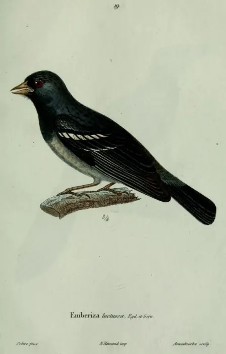 File:Rhopospina fruticeti.JPG