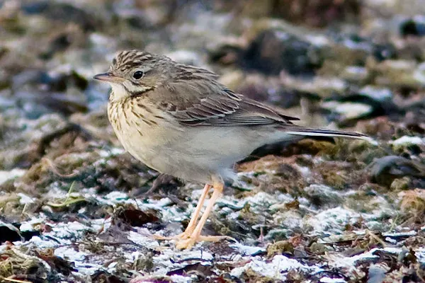 File:Anthus godlewskii cropped.jpg