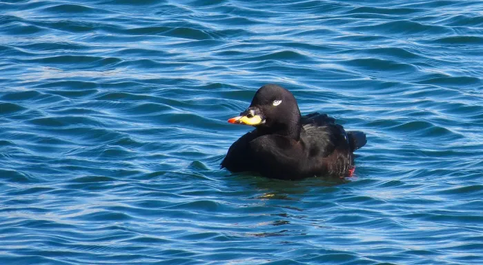 File:Melanitta fusca 2.jpg