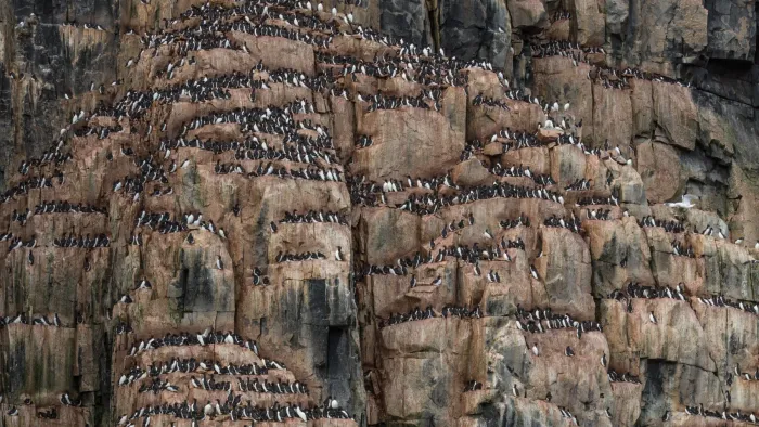File:A Colony of Brünnich's guillemot (Uria lomvia) at Alkefjellet, Svalbard.jpg