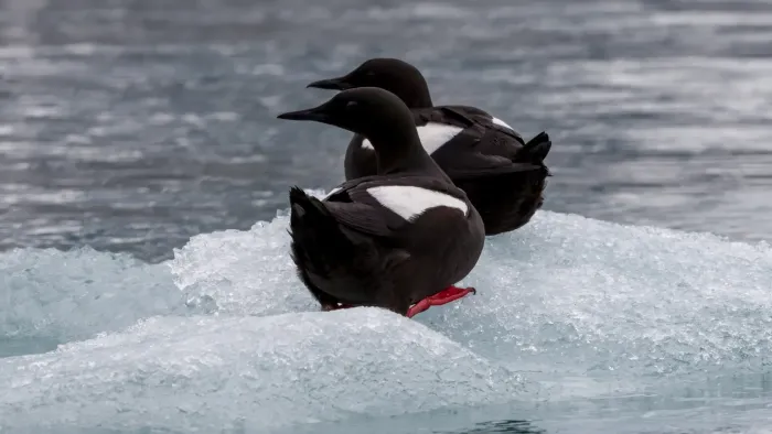 File:Black Guillemot (Cepphus grylle) on an ice floe in Spitsbergen.jpg