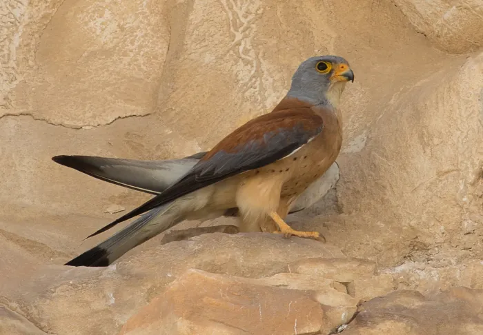 File:Falco naumanni, Israel 02.jpg