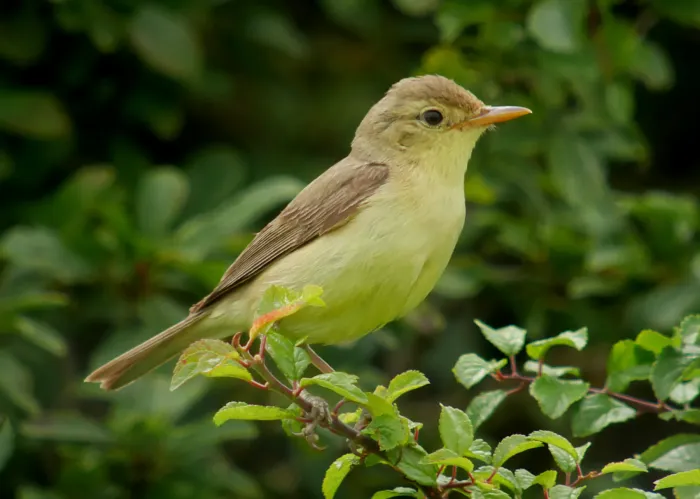 File:Melodious warbler (Hippolais polyglotta), Le Petit Loc'h, Guidel, Brittany, France (19972894766) (cropped).jpg