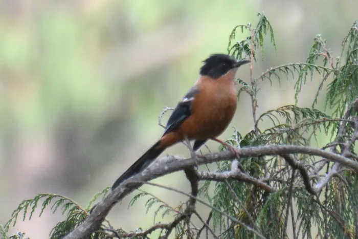 File:Rufous Sibia Heterophasia capistrata by Dr Raju Kasambe (1).jpg