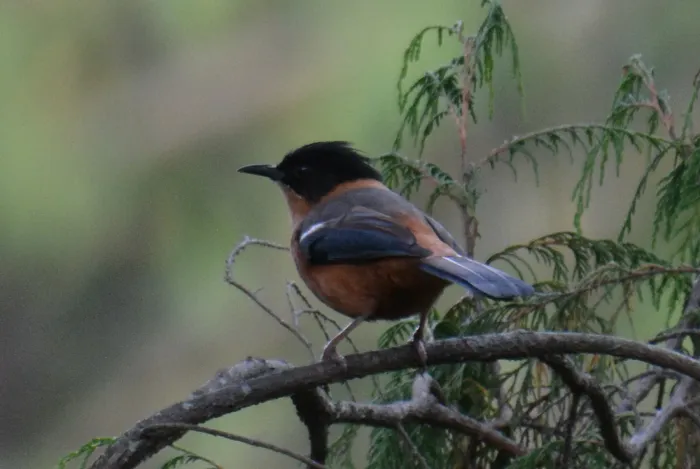 File:Rufous Sibia Heterophasia capistrata by Dr Raju Kasambe (3).jpg
