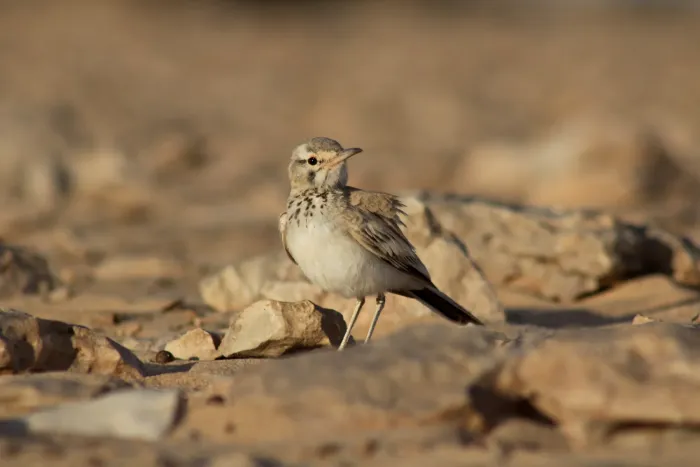 File:A beautiful bird ( Alaemon alaudipes ) posing for the camera.jpg
