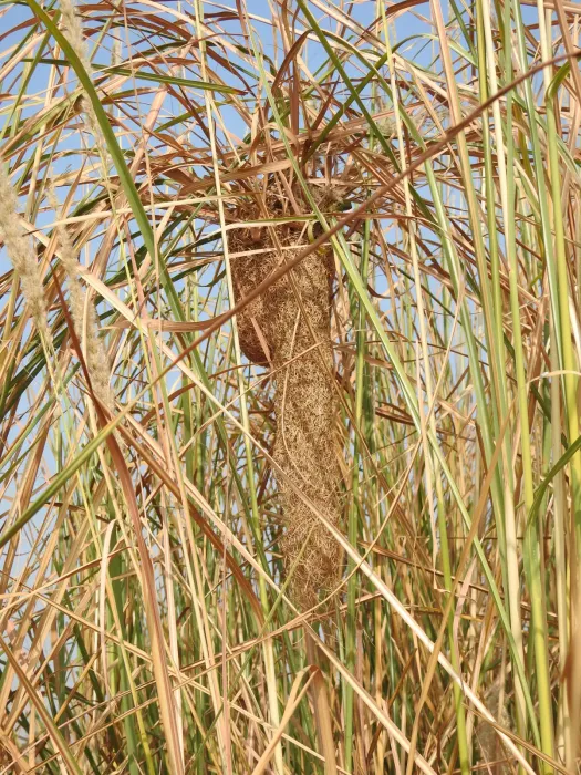File:Black-breasted Weaver Ploceus benghalensis by Dr. Raju Kasambe 03.jpg
