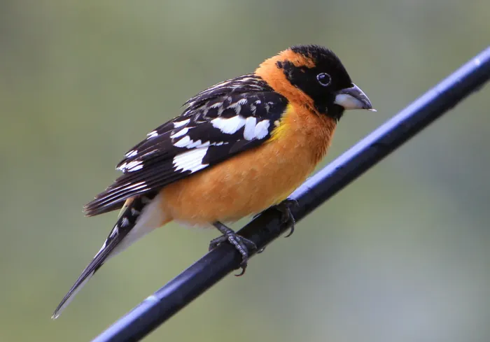 File:Pheucticus melanocephalus -male-8 (cropped).jpg