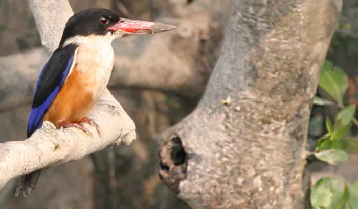 File:Black-capped Kingfisher(Halcyon pileata).jpg