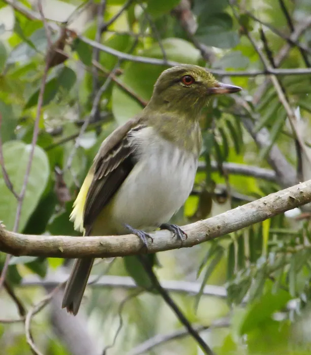File:Attila spadiceus - Bright-rumped attila.jpg