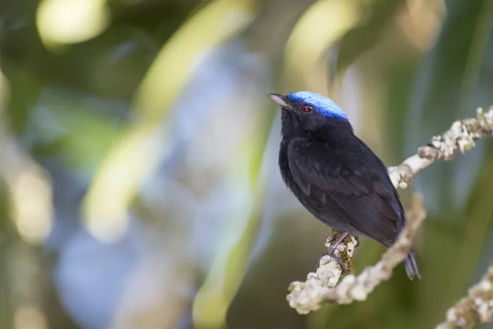 File:Uirapuru-de-chapéu-azul, Blue-crowned Manakin (Lepidothrix coronata).jpg