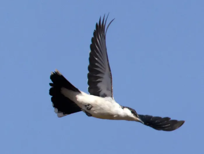 File:Lalage tricolor, Pilbara, Western Australia (7984922351).jpg