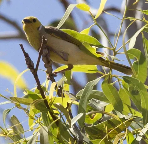 File:Ptilotula penicillata (7857514208).jpg