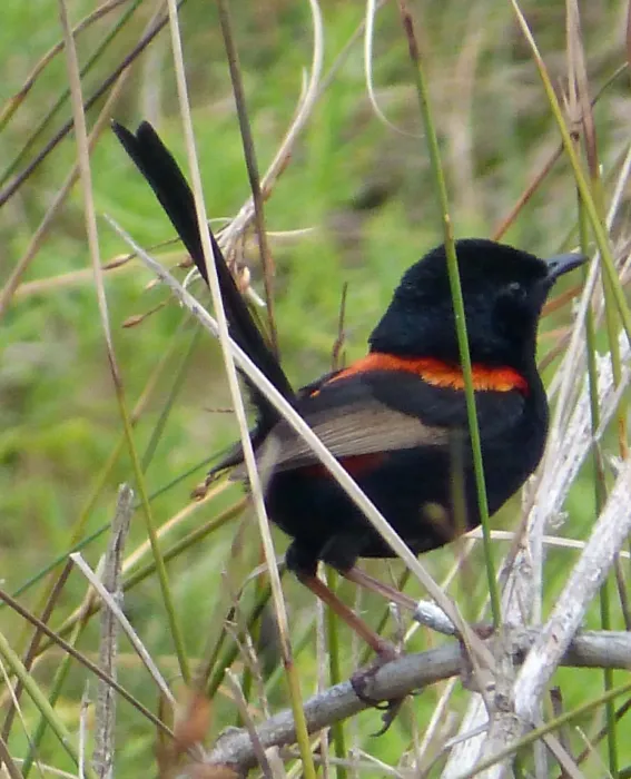 File:Red-backed Fairy-wren. Male. Malurus melanocephalus. - Flickr - gailhampshire.jpg