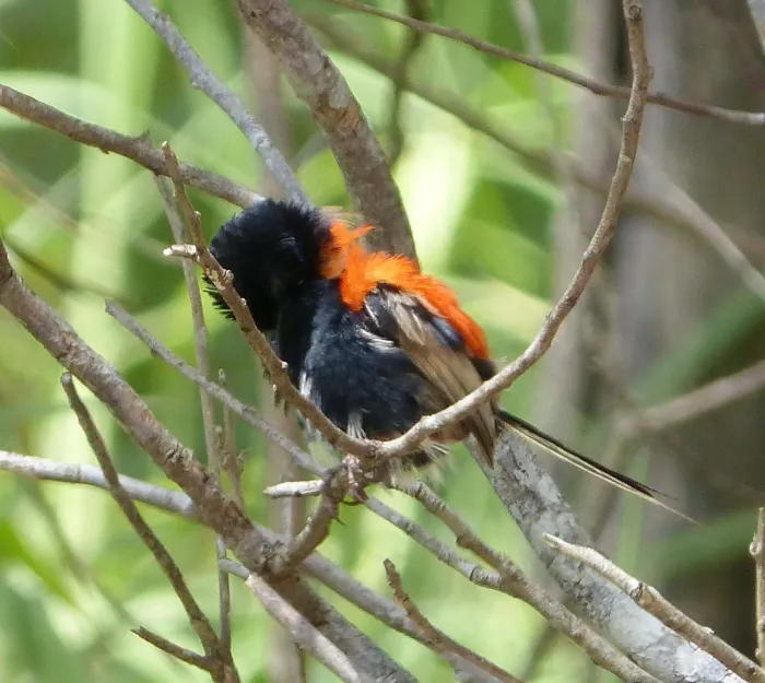 File:Red-backed Fairy-wren. Male. Malurus melanocephalus. Preening after bathing. - Flickr - gailhampshire.jpg
