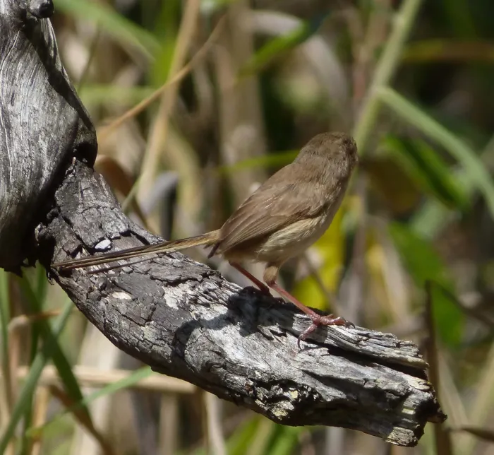 File:Red-backed Fairy-wren. female. Malurus melanocephalus. - Flickr - gailhampshire.jpg