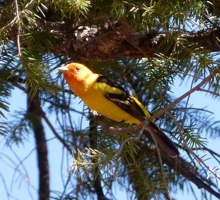 File:Western Tanager. Piranga ludoviciana - Flickr - gailhampshire (1).jpg