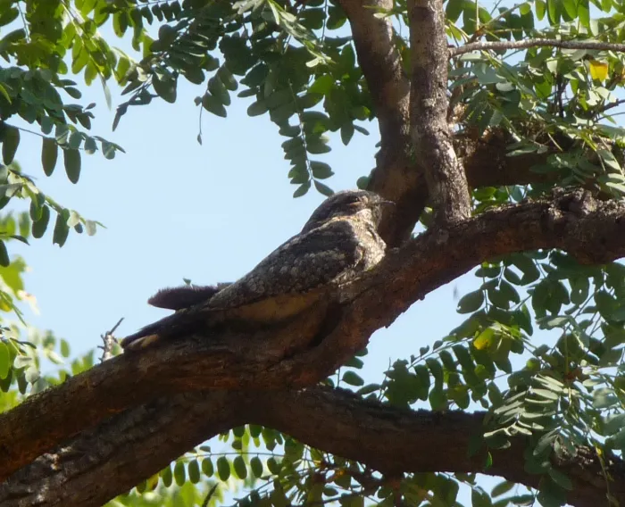 File:Jungle Nightjar Caprimulgus indicus, Odisha, India - gailhampshire.jpg