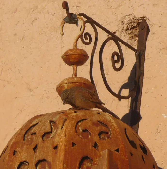 File:House Bunting. Emberiza sahari - Flickr - gailhampshire.jpg