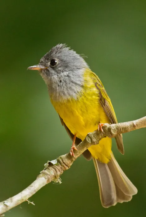 File:Grey-headed Canary Flycatcher (Culicicapa ceylonensis).jpg